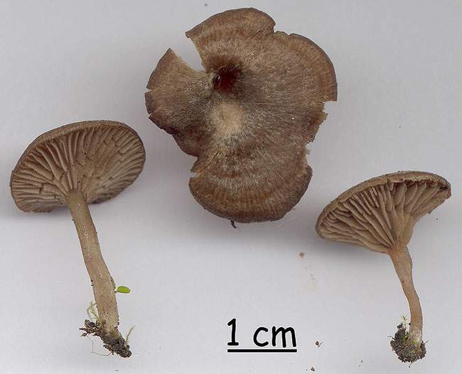 Entoloma undatum